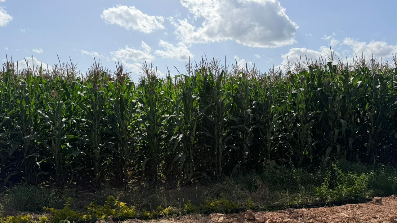Farm Activity