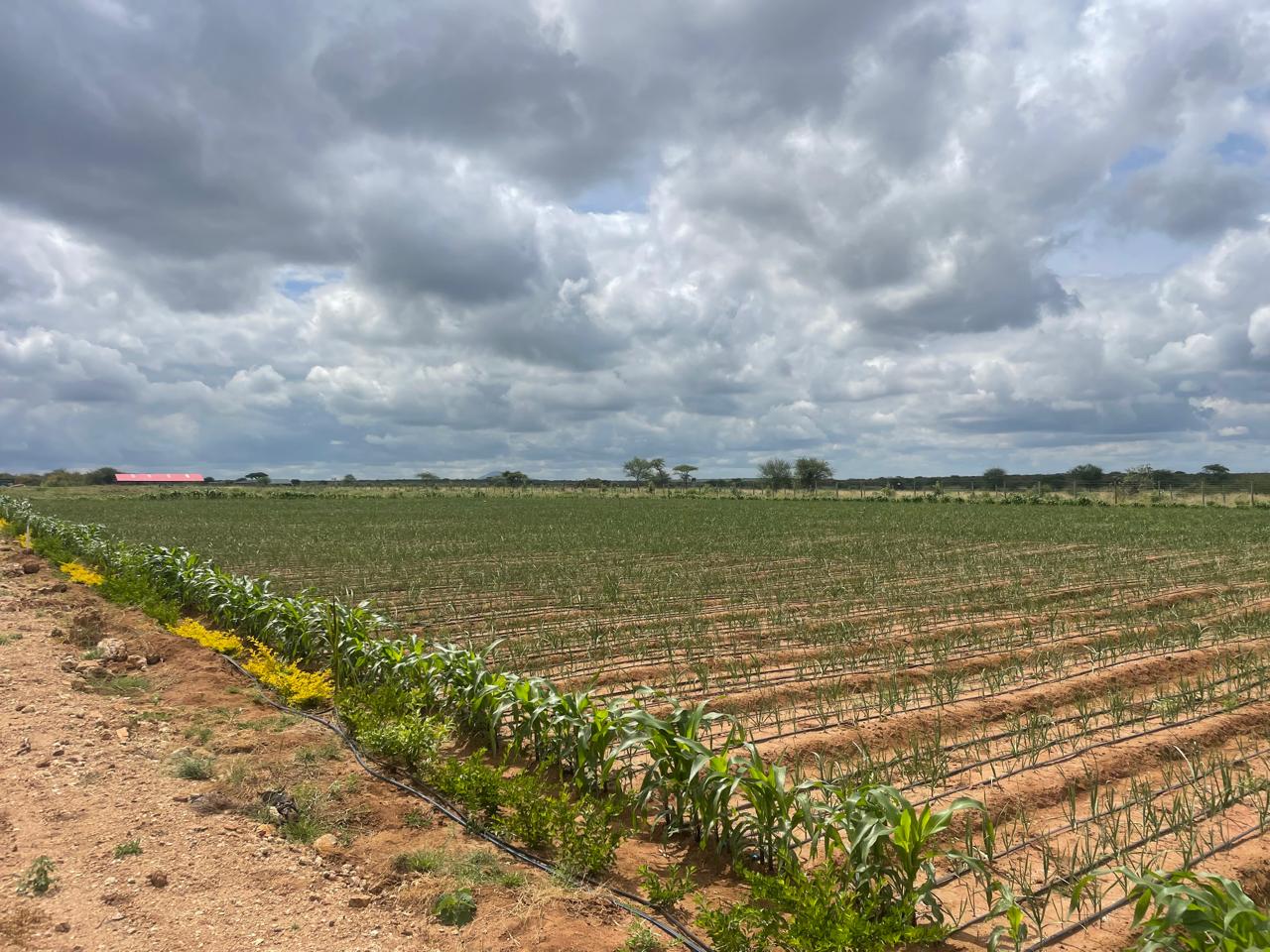Farm Activity