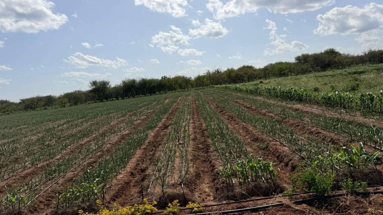 Wasili Farm