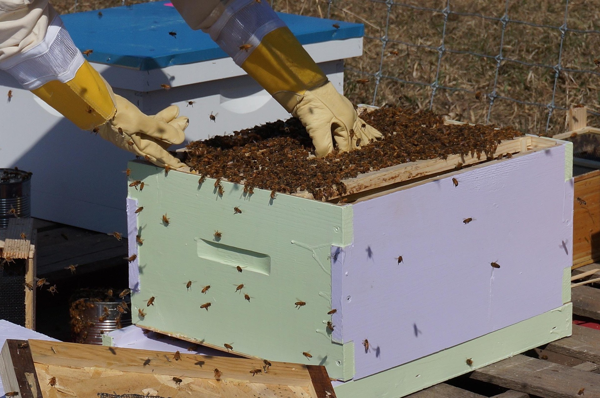 Wasili Farm Beekeeping